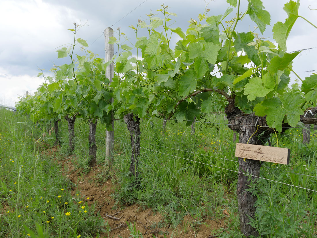 Виноградник на урожай